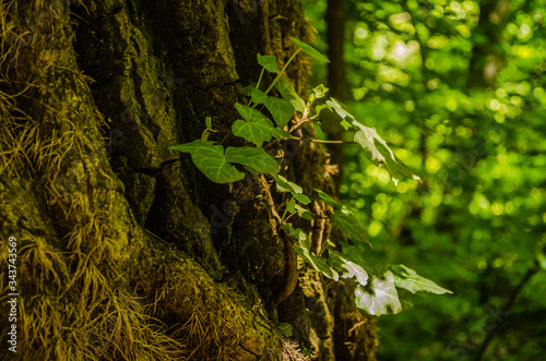 Stems showing the rootlets used to cling to walls and tree trunks. photo