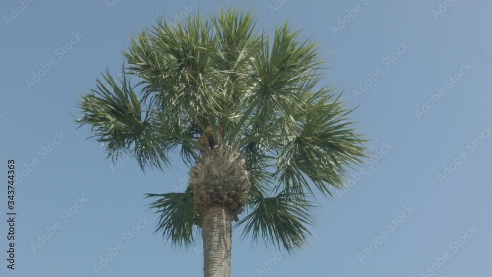 Palm tree swaying in the breeze against a blue sky. Low angle. Palm tree swaying in the breeze against a blue sky. Low angle.