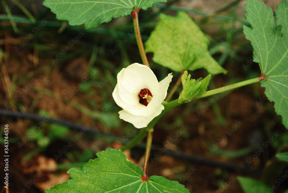 The delicate and short-lived flower of an okra plant
The delicate and short-lived flower of an okra plant