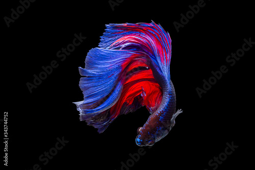 Beautiful movement of multi colored red and blue betta fish splendens Halfmoon Siamese fighting fish or Macropodidae or Osphronemidae on black background.