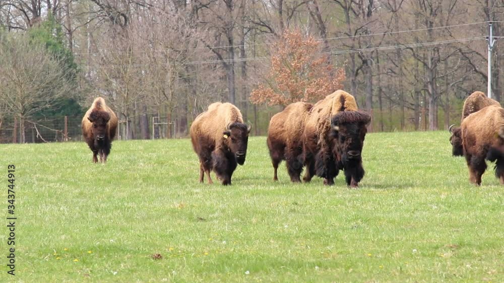 Walking herd of American buffalo bison on grass pasture Walking herd of American buffalo bison on grass pasture