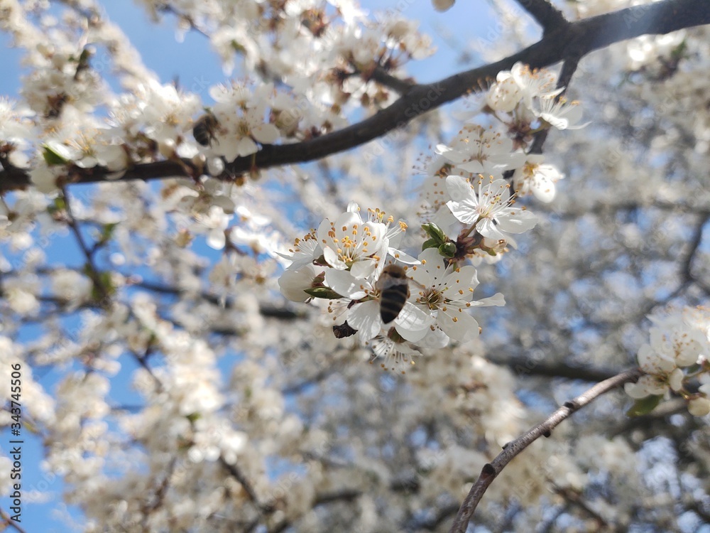Spring tree flowering. White blooming tree. Slovakia Spring tree flowering. White blooming tree. Slovakia