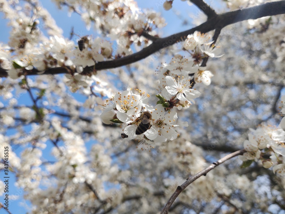 Spring tree flowering. White blooming tree. Slovakia