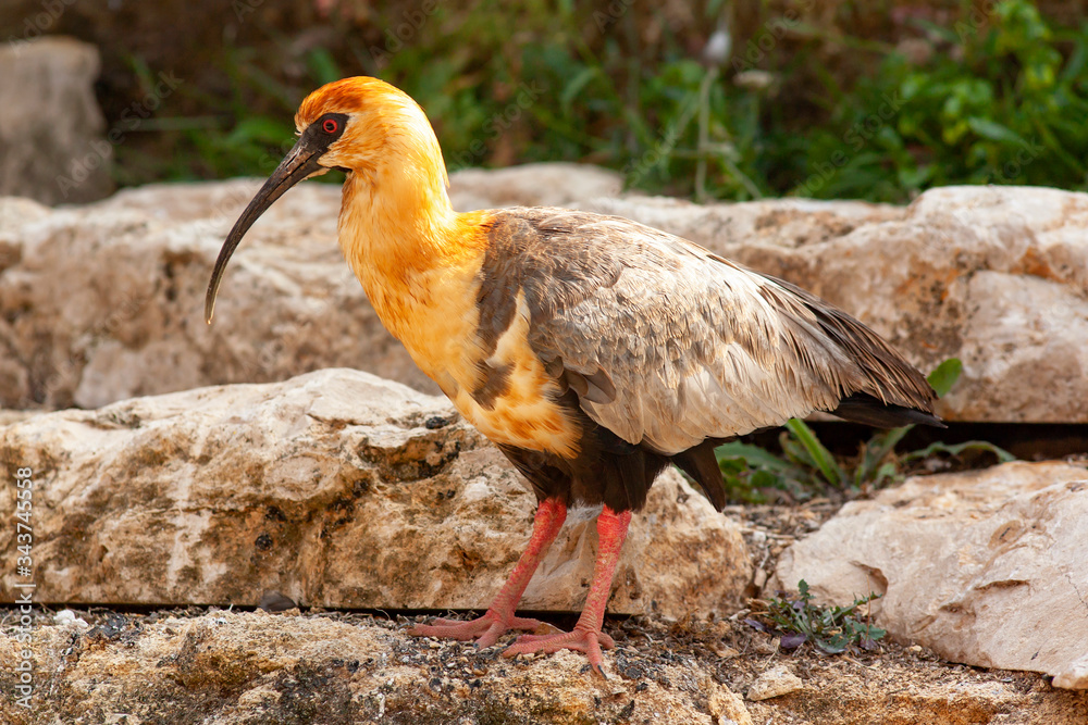 Obraz premium Ibis à face noire
