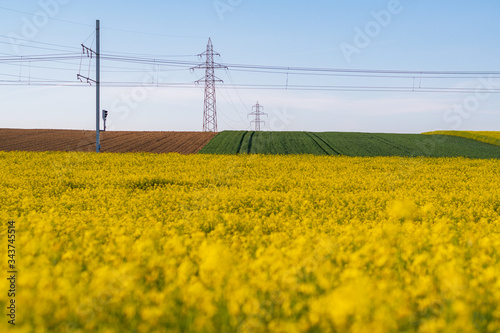 Gelbes Rapsfeld mit Elektrischen Leitungen im Hintergrund