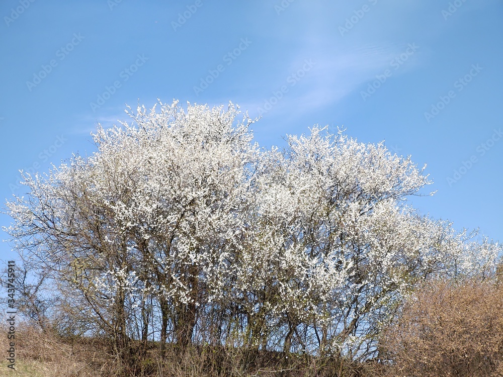 Spring tree flowering. White blooming tree. Slovakia Spring tree flowering. White blooming tree. Slovakia