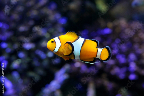 Clown fish colourful in underwate