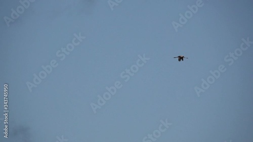 Single crane flying in super slow motion photo