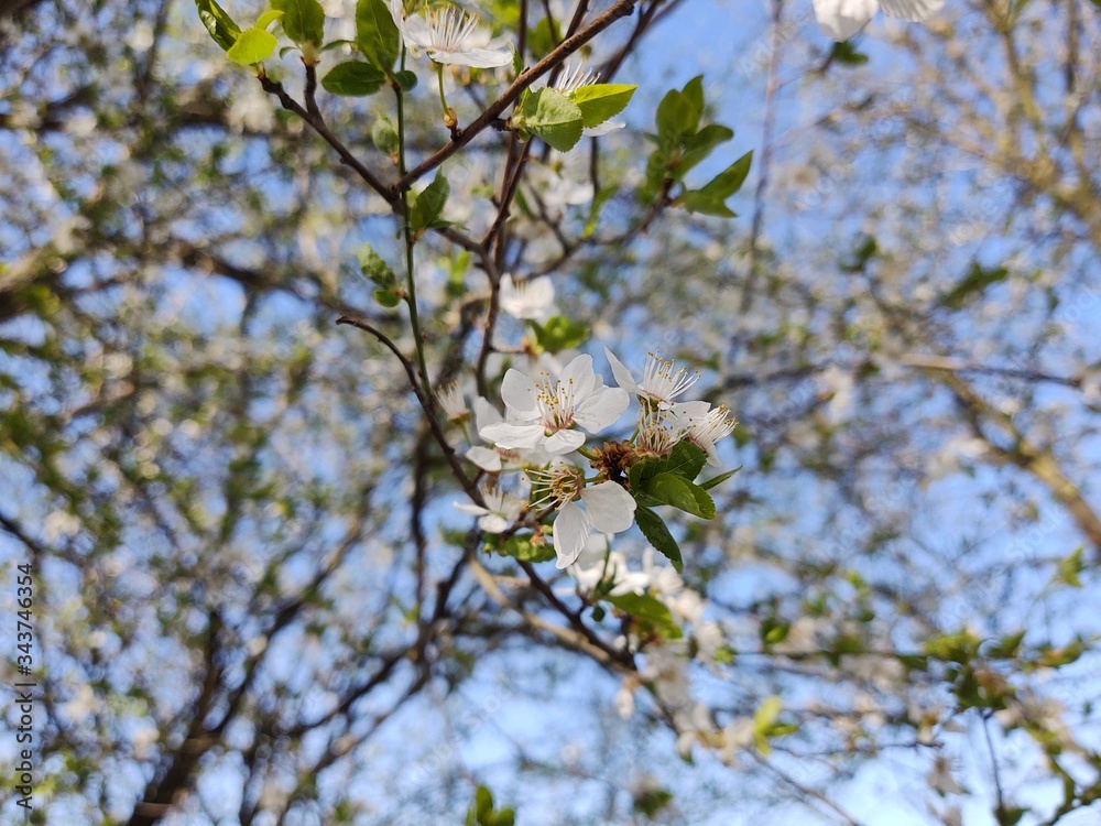 Spring tree flowering. White blooming tree. Slovakia Spring tree flowering. White blooming tree. Slovakia