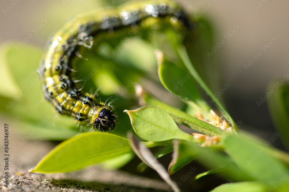 Raupe des Buchsbaumzünsler. auf frischem Buchsbaum, Makro und selektive Schärfe. Raupe des Buchsbaumzünsler. auf frischem Buchsbaum, Makro und selektive Schärfe.