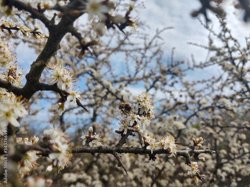 Spring tree flowering. White blooming tree. Slovakia Spring tree flowering. White blooming tree. Slovakia