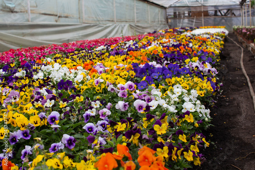 Multicolor pansy flowers or pansies as background or pattern. Field of colorful pansies with white yellow & violet flowers. Mixed spring heartsease flowers on flowerbed in perspective with detail