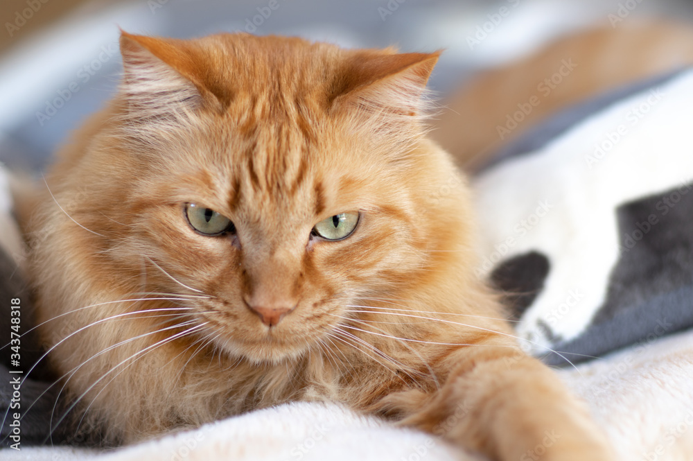 くつろぐ猫 くつろぐ猫