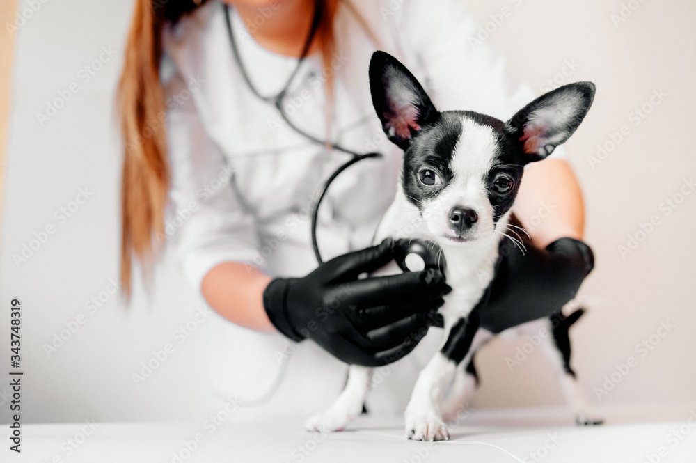 veterinarian holds a cute black and white puppy at the reception