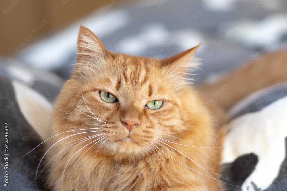 くつろぐ猫 くつろぐ猫