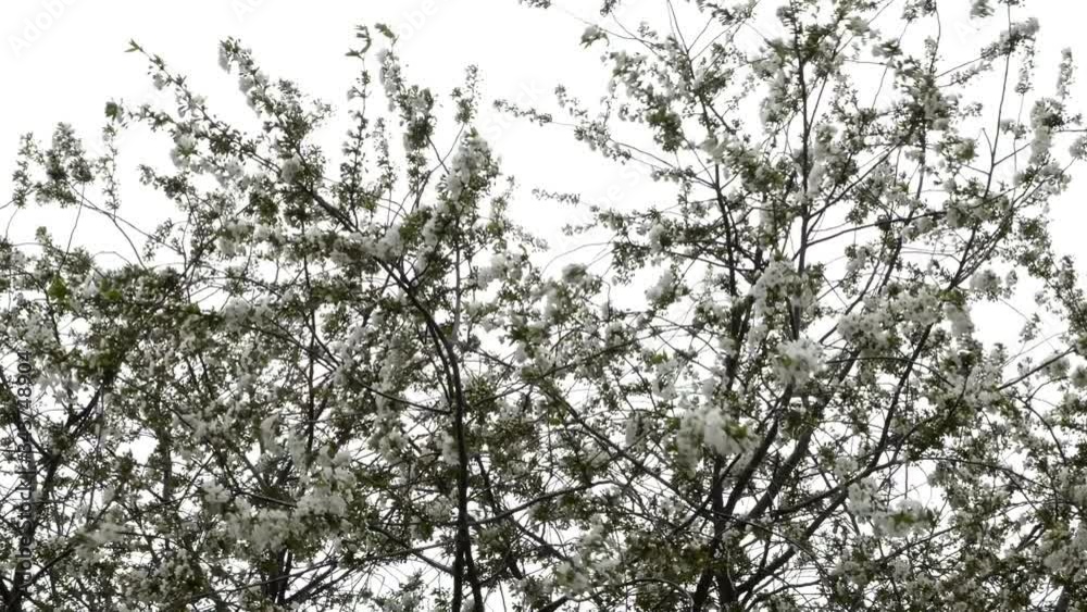 Cherry tree in blossom in spring day . A lot of densely white flowers, grow on branches, swaying on high wind against sky. Cherry tree in blossom in spring day . A lot of densely white flowers, grow on branches, swaying on high wind against sky.