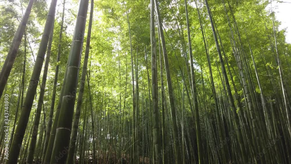 The wind passing through a bamboo forest in Arashiyama Kyoto, Japan The wind passing through a bamboo forest in Arashiyama Kyoto, Japan