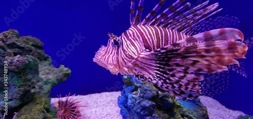 coral fish in aquarium