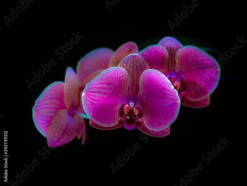 Purple orchid flowers covered with drops of water isolated on black background