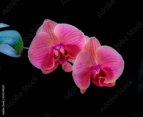 Purple orchid flowers covered with drops of water isolated on black background