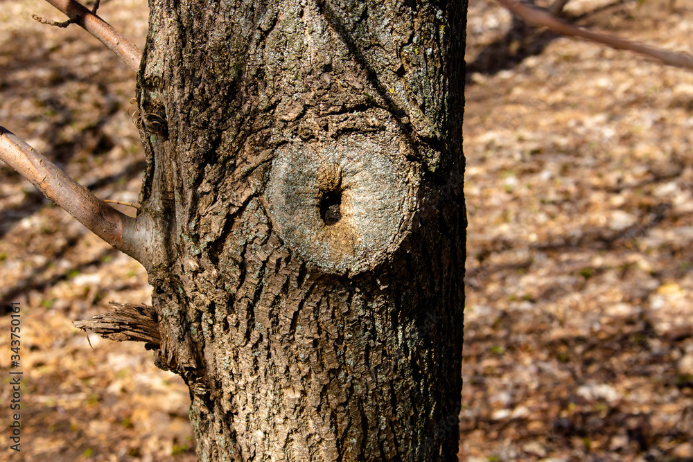 Fototapeta premium Hollow wood from old tree. Hole in the tree. Wood hollow, look like an eye of the tree. Old wood surface, texture for background. Bark texture, Tree trunk in the woods