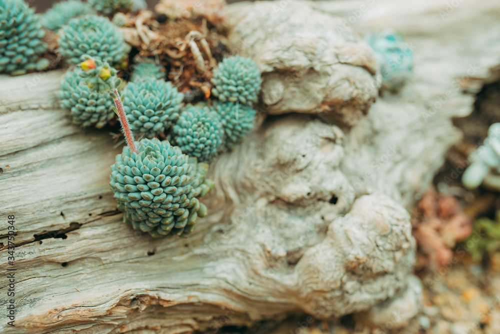 Cactus flower plant in the garden naturally. Cactus flower plant in the garden naturally.