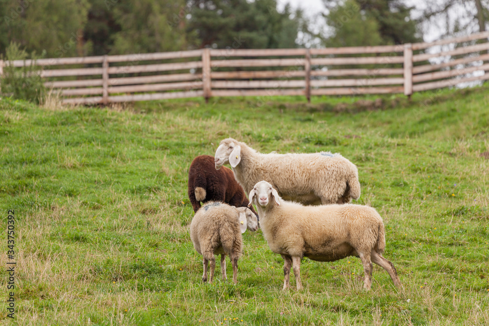 flock of sheep in an italian mountain pasture flock of sheep in an italian mountain pasture