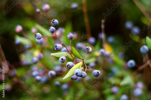 Quadro su tela Pianta con bacche di mirto maturo