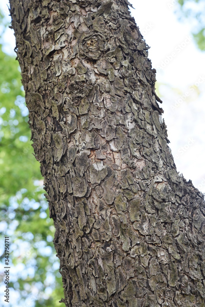 Ulmus parvifolia (Chinese elm) trunk and bark / Ulmaceae deciduous tall tree Ulmus parvifolia (Chinese elm) trunk and bark / Ulmaceae deciduous tall tree