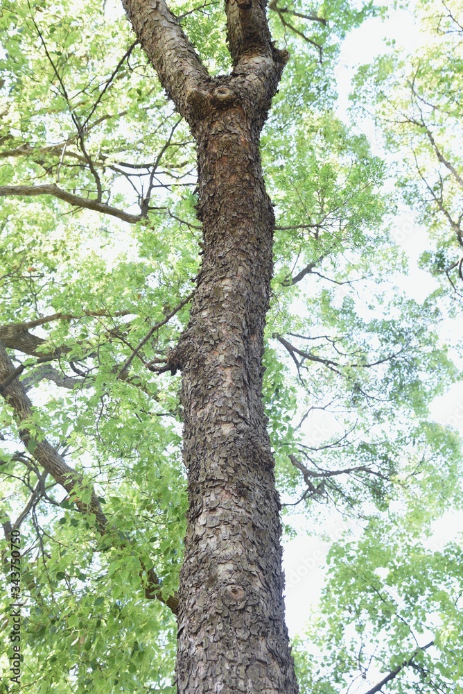 Obraz premium Ulmus parvifolia (Chinese elm) trunk and bark / Ulmaceae deciduous tall tree