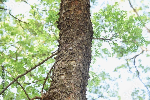 Ulmus parvifolia (Chinese elm) trunk and bark / Ulmaceae deciduous tall tree photo