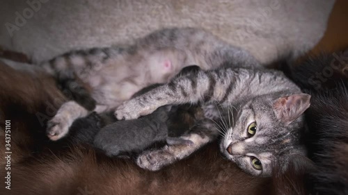 Mother cat lies and feeds milk to newborn kittens. A cat breast-feeds its small kittens.