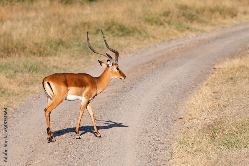 impala crossing a dirt track in the Masai Mara savannah impala crossing a dirt track in the Masai Mara savannah