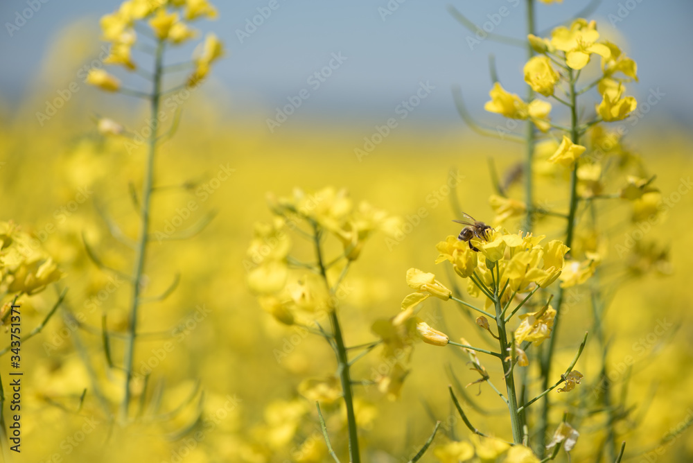 Honneybee collecting nectar on a rape flower Honneybee collecting nectar on a rape flower