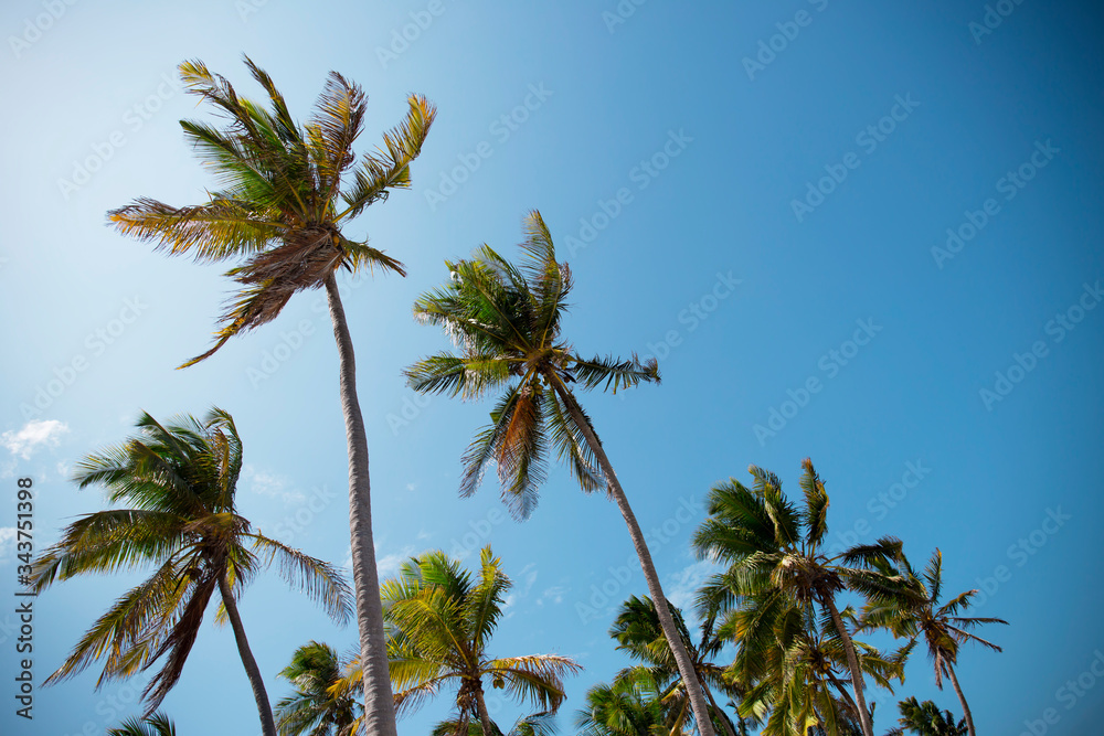 Fototapeta premium Palm trees with clear blue sky