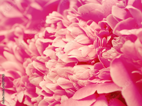 Fototapeta Naklejka Na Ścianę i Meble -  beautiful pink peony flower