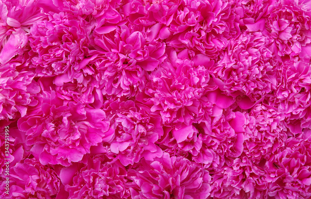 beautiful pink peony flower beautiful pink peony flower