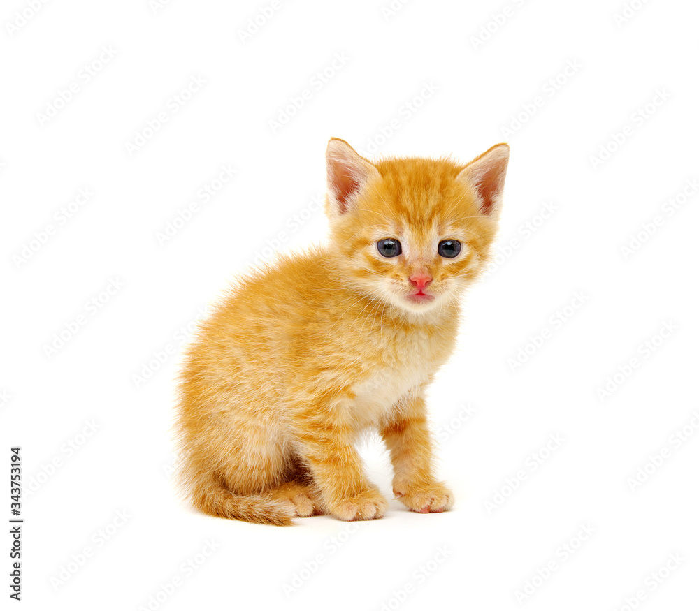 Red kitten isolated on a white