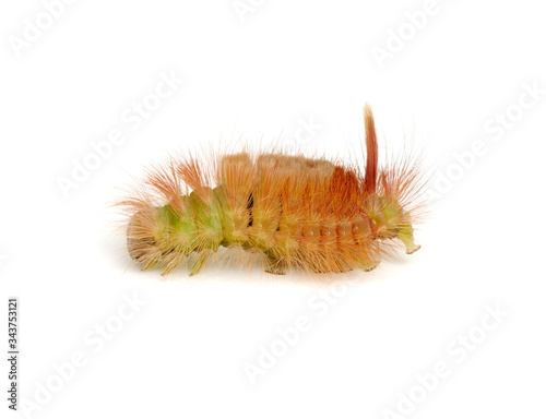 Macro of butterfly larva