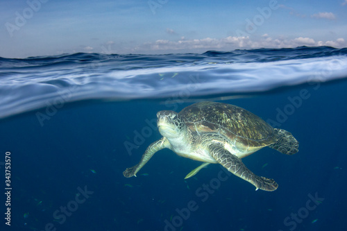 Green Sea Turtle half and half split photo © Richard Carey