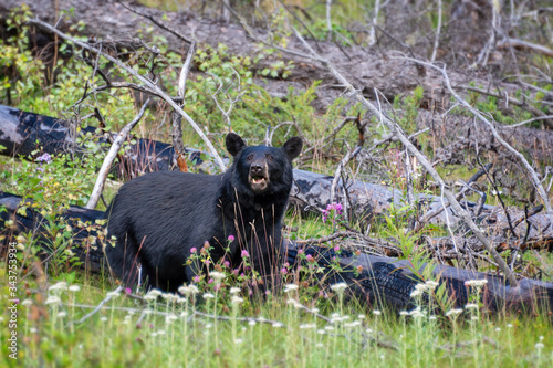 American black bear in Jasper National Park  Alberta  Rocky Mountains  Canada