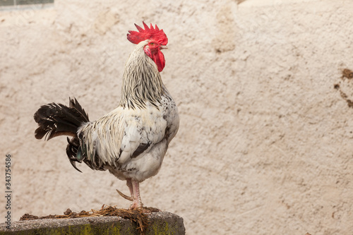 rooster outside a farm