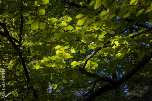 Spring in the forest. Schoonloo Drenthe Netherlands. Woods. Trees.