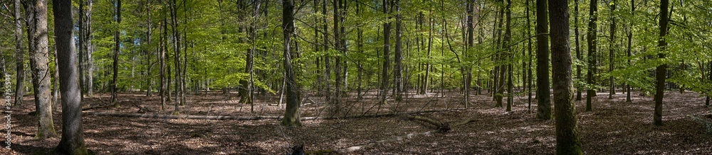 Spring in the forest. Schoonloo Drenthe Netherlands. Woods. Trees. Panorama