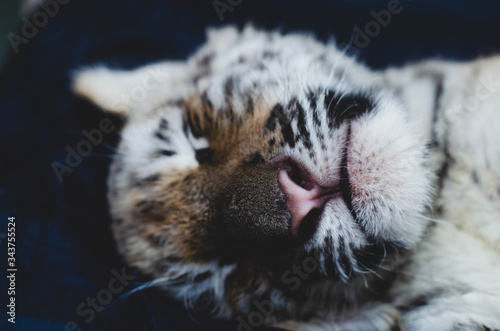 Close-up picture of the face of a sleeping tiger cub