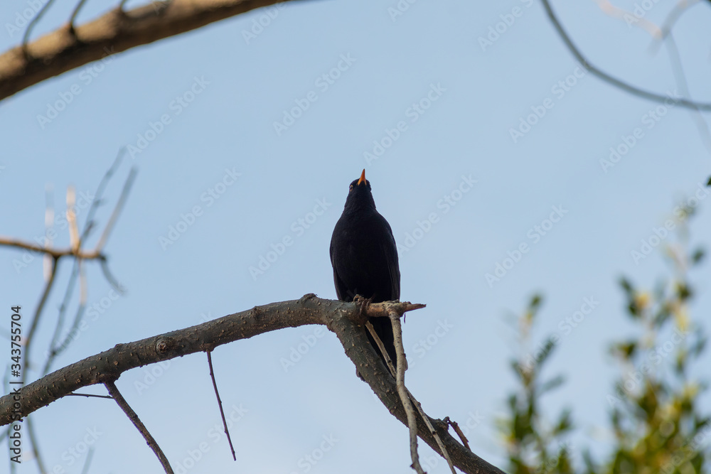 portrait of a blackbird looking into the camera, Blackbird that stopped to be photographed, with black feathers and orange beak and interesting look portrait of a blackbird looking into the camera, Blackbird that stopped to be photographed, with black feathers and orange beak and interesting look