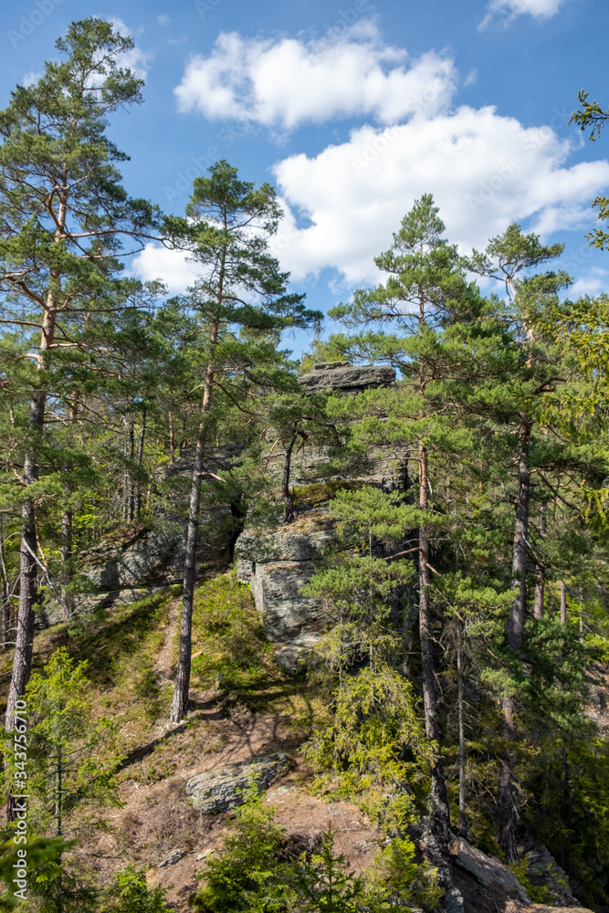 Pinus sylvestris im Gebiet der Meura-Steine bei Meura im Naturpark Thüringer Schiefergebirge