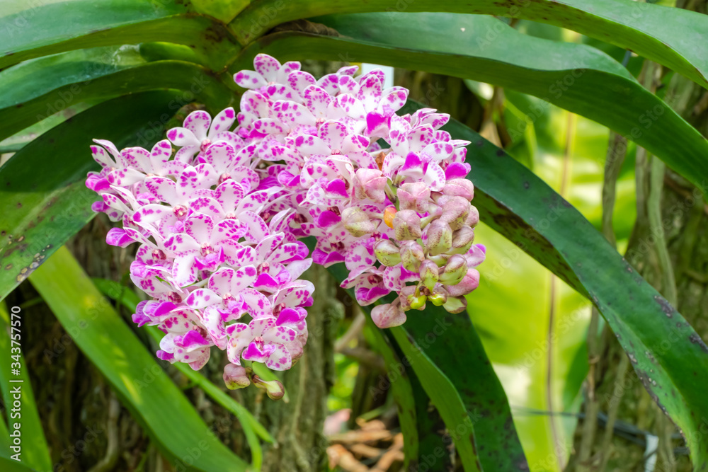 Fototapeta premium Rhynchostylis gigantea orchids are planted and bloomed in the garden.