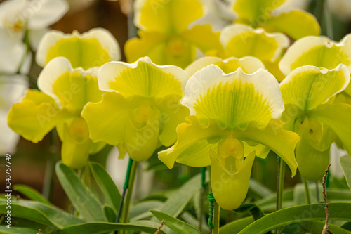 Beautiful paphiopedilum orchid flowers in garden.