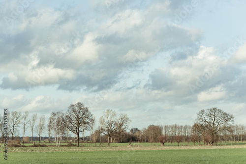 Bare trees in countryside under cloudy sky.